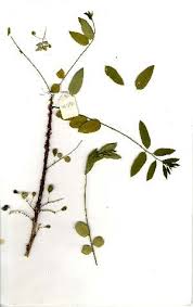 Image result for Phyllanthus inflatus