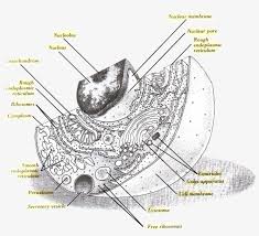 Parts Of A Cell Parts Of A Nucleolus 885x765 Png Download Pngkit Check out inspiring examples of transparent artwork on deviantart, and get inspired by our community of talented artists.