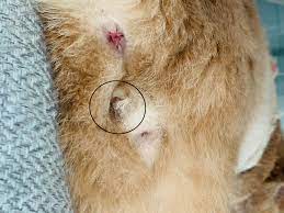 My Cat Has A Weird Black Mass On His Neutered Testicles Thecatsite