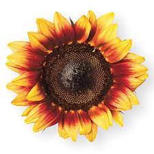 Maybe you would like to learn more about one of these? Our Favorite Sunflowers Flower Tattoos Sunflower Tattoo Sunflower Tattoos