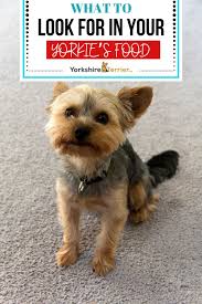 5 best soft dog food for yorkies across life stages yorkie yorkie potty training potty training puppy