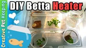 How important is a heater for bettas? How To Heat Up Multiple Betta Cups And Bowls With One Heater Diy Youtube