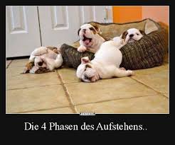 Besten Bilder Videos Und Spruche Und Es Kommen Taglich Neue Lustige Facebook Bilder Auf Debeste De Hier Werden T Hund Witze Lustige Hunde Lustige Hund Bilder