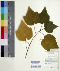 Image result for Dombeya shupangae