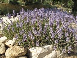 Image result for Coleus neochilus