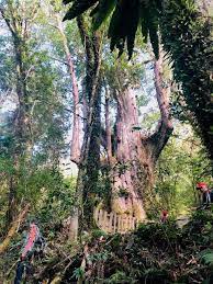 台灣桃園市觀音區卓氏第四房本送本賜公派下 上帝的部落司馬庫斯神木群二日遊 places to visit plants tree