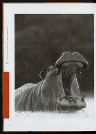 Image result for Plumbago ituriensis