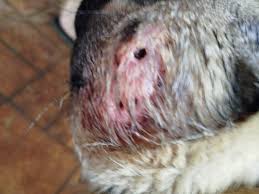 Bicheira em cachorro inicio