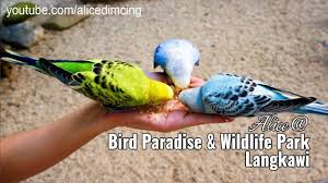 Get details of location, timings and contact. Bird Paradise Wildlife Park Langkawi Youtube