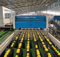 Optical sorting to pack quality products: oranges, lemons ...