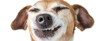 Here's a guide to the otc medicines you can use to soothe tummy or digestive troubles. Where To Buy Heartworm Medicine For Dogs Without Vet Prescription