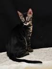 Charcoal Bengals | charcoal-bengals