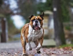 Indiquez son adresse internet : Comment Apprendre A Votre Chien A Revenir Vers Vous L Education Du Chien Chiens Guides Omlet France
