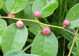 Image result for Phyllanthus reticulatus