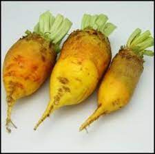 Fodder beets are hardy, adaptable and palatable. Growing Mangel Beets For Chickens Better Hens Gardens