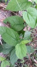 Image result for Tragia brevipes-benthamii-okanyu