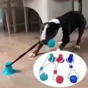 Hast du dich schon einmal selbst in der wohnung versteckt und dich von deinem hund suchen lassen? 5 77