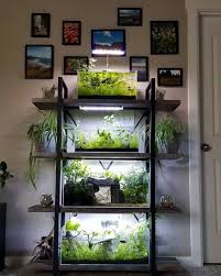 Terrarium Aquarium Vivarium Terrarium Aquarium Vivarium In 2020 Fish Tank Terrarium Aquarium Aquascape