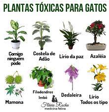 pin de meu mundo paralelo em gatos uma paixao gatos plantas jardinagem em vasos