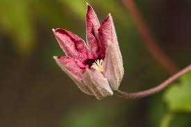 Maybe you would like to learn more about one of these? Clematis Bud Opening Photograph By Susan White
