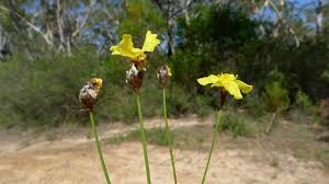 Image result for Xyris friesii