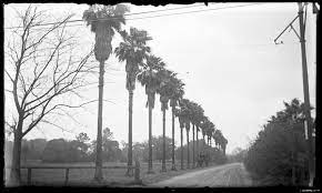 We did not find results for: Palm Trees Louisiana Digital Library