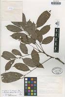 Image result for Sorindeia winkleri