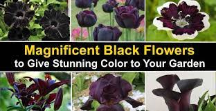 Our for example, three types of flowers that come in a very dark/black color include: Magnificent Types Of Black Flowers With Pictures And Names