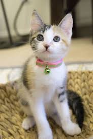 2016 Session Two Roll Call Pretty Cats Kittens Cutest Cute Cats