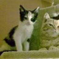 Diskutiere katze kotet in die wohnung. Kitte Kotet In Die Wohnung