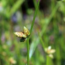 Image result for Schoenoplectiella