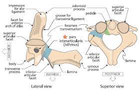 The atlas (c01) and axis (c02) are two of the most important vertebrae in the spine. Axis Operative Neurosurgery
