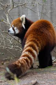 Sara Witty (sarawitty)