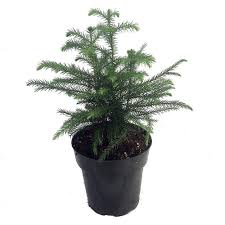 The soil is treated as a stone. Buy Hirt 27s Gardens Norfolk Island Pine The Indoor Christmas Tree 6 Pot Online At Low Prices In India Amazon In