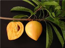 The fruits generally mature from november or. Pin On Gardening Fruit