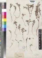 Image result for Euphorbia neopolycnemoides