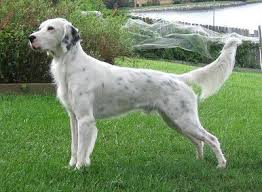 Black And White English Setter Dog Field Bred English Setter English Setter Dogs English Setter Dog Behaviorist