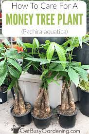 Pin On Zz New Indoor Gardening