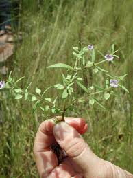 Image result for Bacopa floribunda