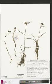 Image result for Cyanotis longifolia