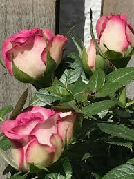 Rose Die Konigin Im Garten Schone Blumen Rosen Pflanzen