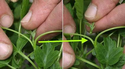 Pinzatura: asportazione della gemma o del germoglio verde, generata con l'AI