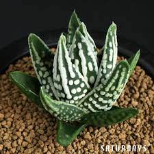Haworthia Pumila Tears Of Angels Cactus Plants Succulents Rare Succulents