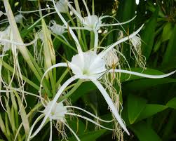 Image result for Ismene narcissiflora