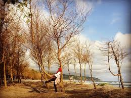 Tts pantai cemara sewu level 11. 7 Spot Foto Keren Harga Tiket Masuk Pantai Cemara Sewu Bantul Jogja