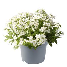 Image result for Arabis