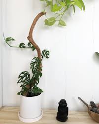 Monstera Adansonii Was Not Quite Climbing This Stick When I Left And I Wonder If Anything Has Changed In Indoor Climbing Plants Plant Decor Indoor Plant Decor
