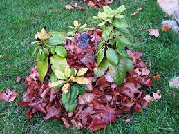 Maybe you would like to learn more about one of these? 3 Cheap Ways To Kill Weeds In Winter A Green Hand
