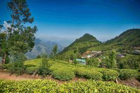 *the map showing the tea producing states in india. Top Places To Visit India Tea Plantations