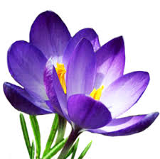 Pin On Crocus S Png Free Png Images